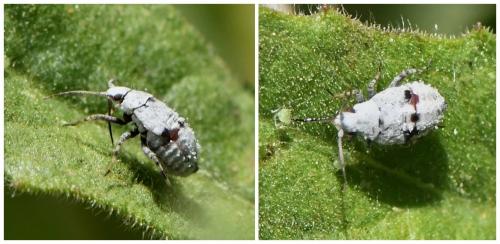 Réf. 231 121 : Deraeocoris schach